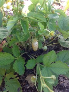 Fraise blanche des alpes