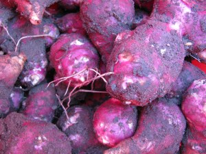 tubercules de topinambours rouges