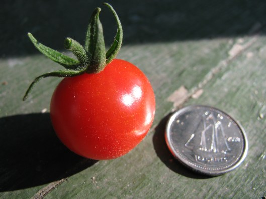 Tomate Petit Moineau