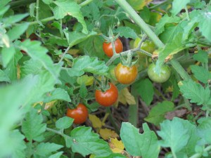 Attention aux imitations, la vraie Petit Moineau possède 7 branches.