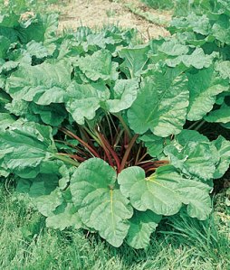 Rhubarbe MacDonald