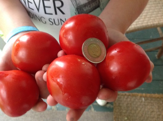 Tomates forme de coeur