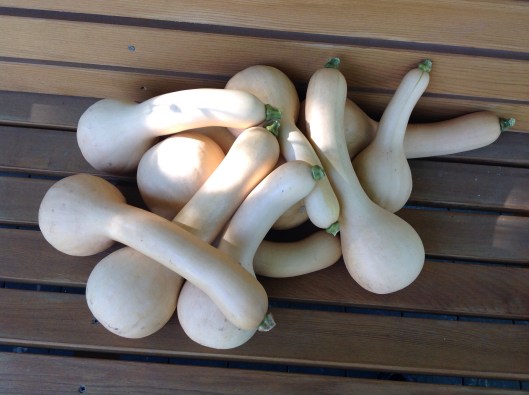 Courges Canada Crookneck