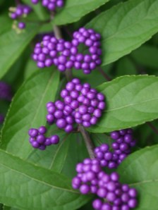 Beautyberry