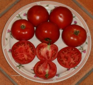 Tomate Itabec