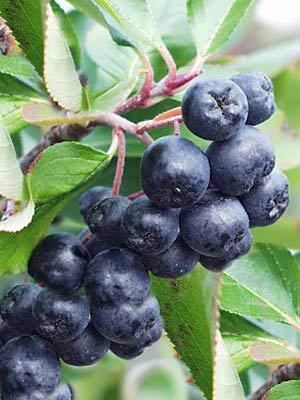 L'Aronia