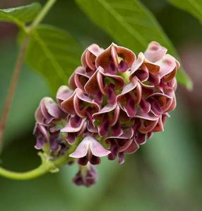 Apios americana en fleurs