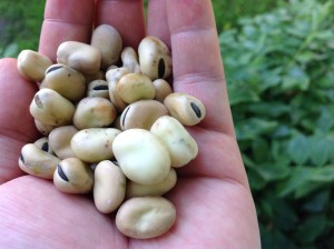 Gourgane du Lac Saint-Jean