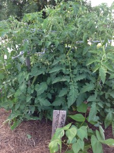 Plant de tomates Montreal Tasty