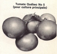 Tomate Québec #5 en 1971 (source: Encyclopédie du jardinier horticulteur)