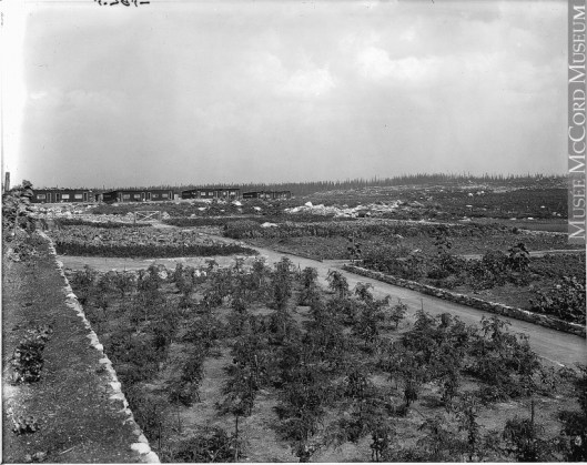 Jardin potager, Spirit Lake, district d'Abitibi Qc 1916