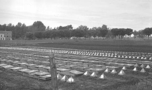 Le potager des Révérends Pères Trappistes à Oka (François Fleury)- 1942