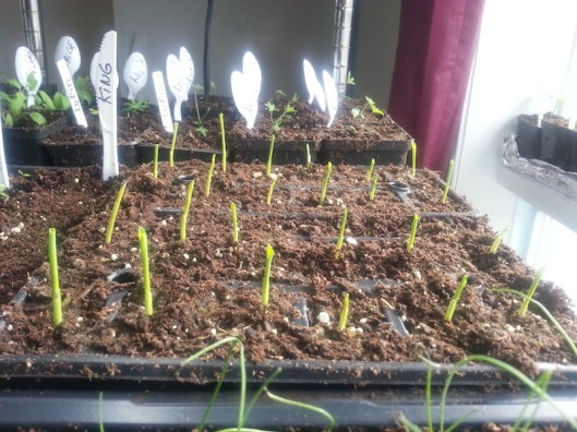 Semis levés après 3 jours (25 avril 2014)