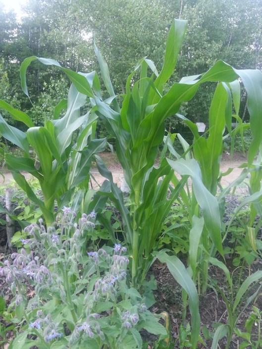 Maïs Glass Gem (29 juin 2014)