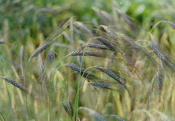 Blé bleu Utrecht (photo: Gisèle d'Avignon)