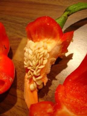 production de graines de poivron