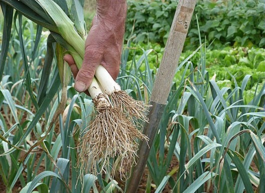 Culture du poireau (photo: www.rustica.fr) 
