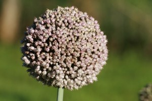 Fleur de poireau (source: www.mon-bio-jardin.com)