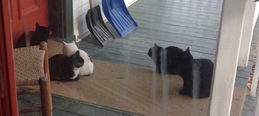 Nos quelques chats sur le balcon