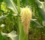 épis de maïs (fleur femelle)