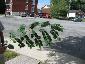 Une feuille de maackia. Pas facile à ramasser à l'automne car elles tombent toutes en même temps et prennent beaucoup de place. 