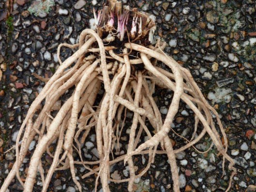 Chervis (source: www.jacques-briant.fr/)