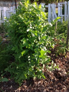 Feuillage du chervis