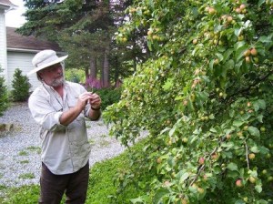 Pierre Drapeau avec un pommier greffé de la variété Belley(source: www.terroiretsaveurs.com)