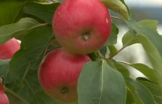 Pomme Belley (source: Radio-Canada / La semaine verte)