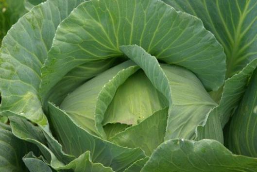 Chou (source: www.terrevivante.org)