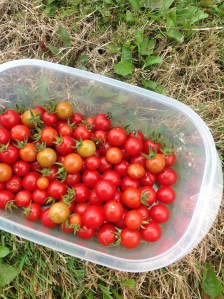 Tomates Petit moineau