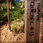 Tomate Quebec #13