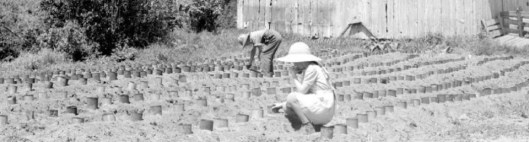 Plantation de tomates au printemps (date et auteur inconnus)