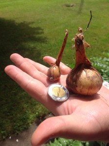 Petit oignon-patate à planter versus oignon-patate mature
