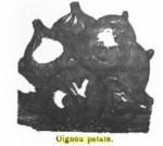 Oignon patate (Journal d'agriculture 1879- volume 2 à 4)