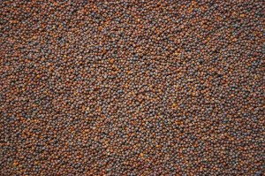 Semences de chou (source: www.gnis-pedagogie.org)