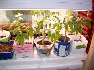 Plants "faits maison" de l'équipe d'AliMaCulture.