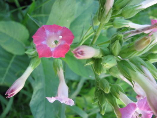 Tabac Petit canadien en fleur