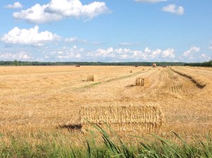 Récolte de blocs de paille (été 2015)