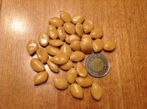 Graines de courge Candy Roaster