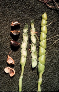 Teosinte (image: ssaft.com)