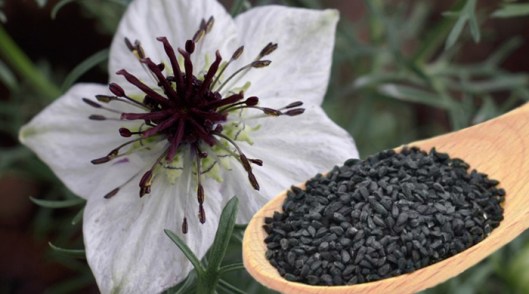 Nigelle ou cumin noir (photo: naturallifeenergy.com)
