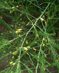 Fleurs d'asperge (source: http://www.lestaxinomes.org)