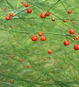 Fruits d'asperge (source: http://www.usaquitaine.fr)