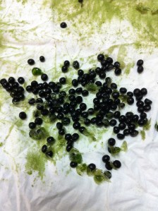 Graines d'asperge (image: http://2.bp.blogspot.com)