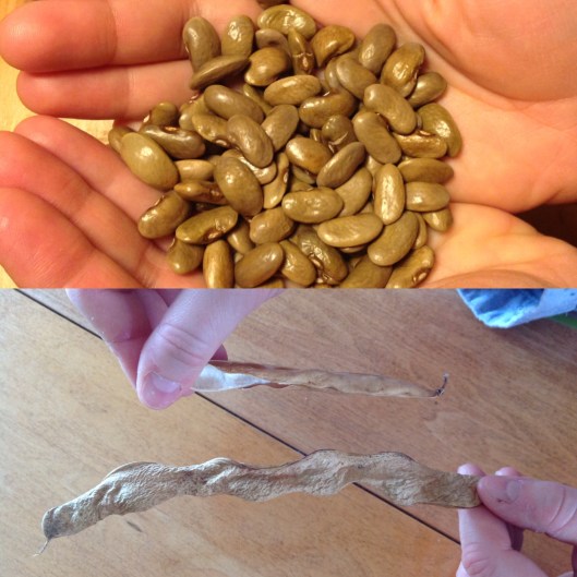 Haricots de la Famille Ferland (en bas: cosses séchées en comparaison à un haricot moderne)