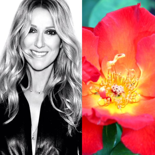 Rosier Céline Dion (image: phase.com et 20minutes.fr)