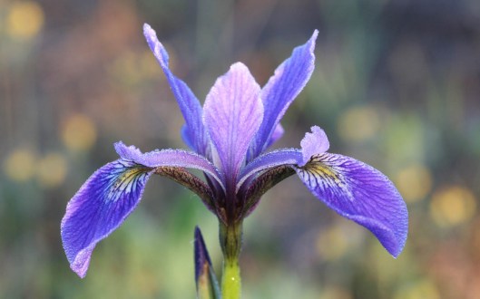 Iris versicolore (image: ouellette001.com)