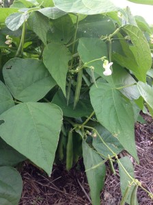 Haricot Thibodeau de St-Jules