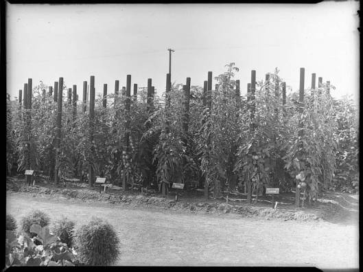 Plants de tomates au Jardin Botanique de Montréal en 1940 (source: Archives et bibliothèque nationale du Québec)